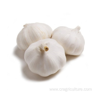 Supply Chinese White Fresh Garlic Price